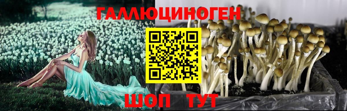 Псилоцибиновые грибы Cubensis Кстово